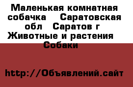Маленькая комнатная собачка. - Саратовская обл., Саратов г. Животные и растения » Собаки   